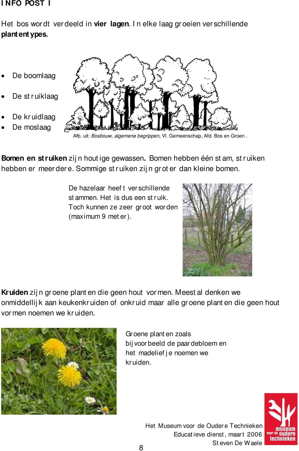 Sommige struiken zijn groter dan kleine bomen. De hazelaar heeft verschillende stammen. Het is dus een struik. Toch kunnen ze zeer groot worden (maximum 9 meter).