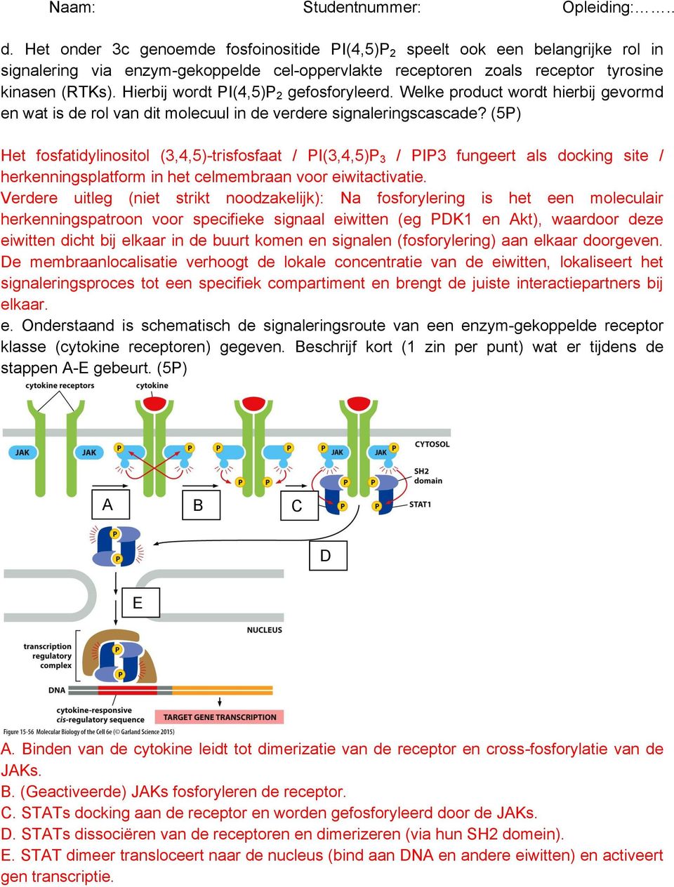 (5P) Het fosfatidylinositol (3,4,5)-trisfosfaat / PI(3,4,5)P 3 / PIP3 fungeert als docking site / herkenningsplatform in het celmembraan voor eiwitactivatie.