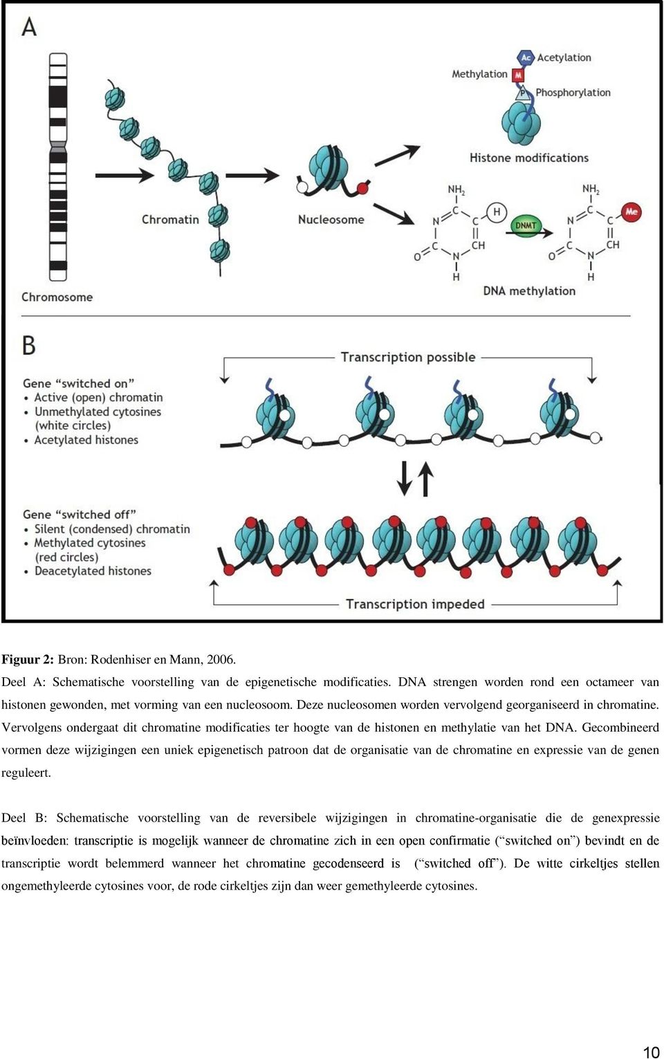 Vervolgens ondergaat dit chromatine modificaties ter hoogte van de histonen en methylatie van het DNA.