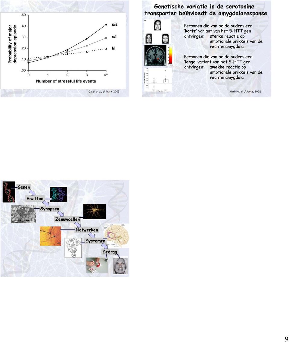 beide ouders een lange variant van het 5-HTT ontvin: zwakke reactie op emotionele prikkels van de rechteramygdala