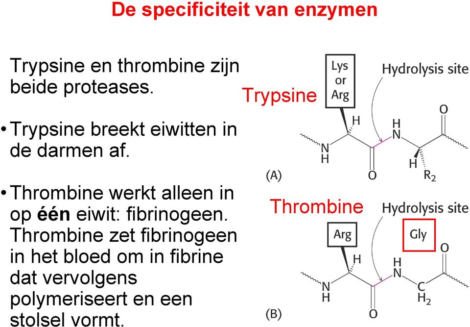 Trypsine Thrombine werkt alleen in op één eiwit: fibrinogeen.