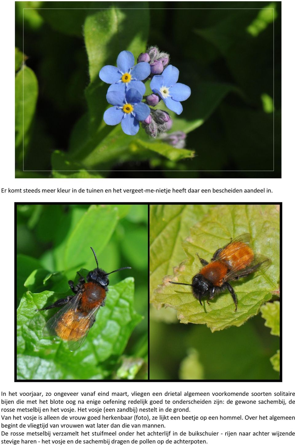 zijn: de gewone sachembij, de rosse metselbij en het vosje. Het vosje (een zandbij) nestelt in de grond.