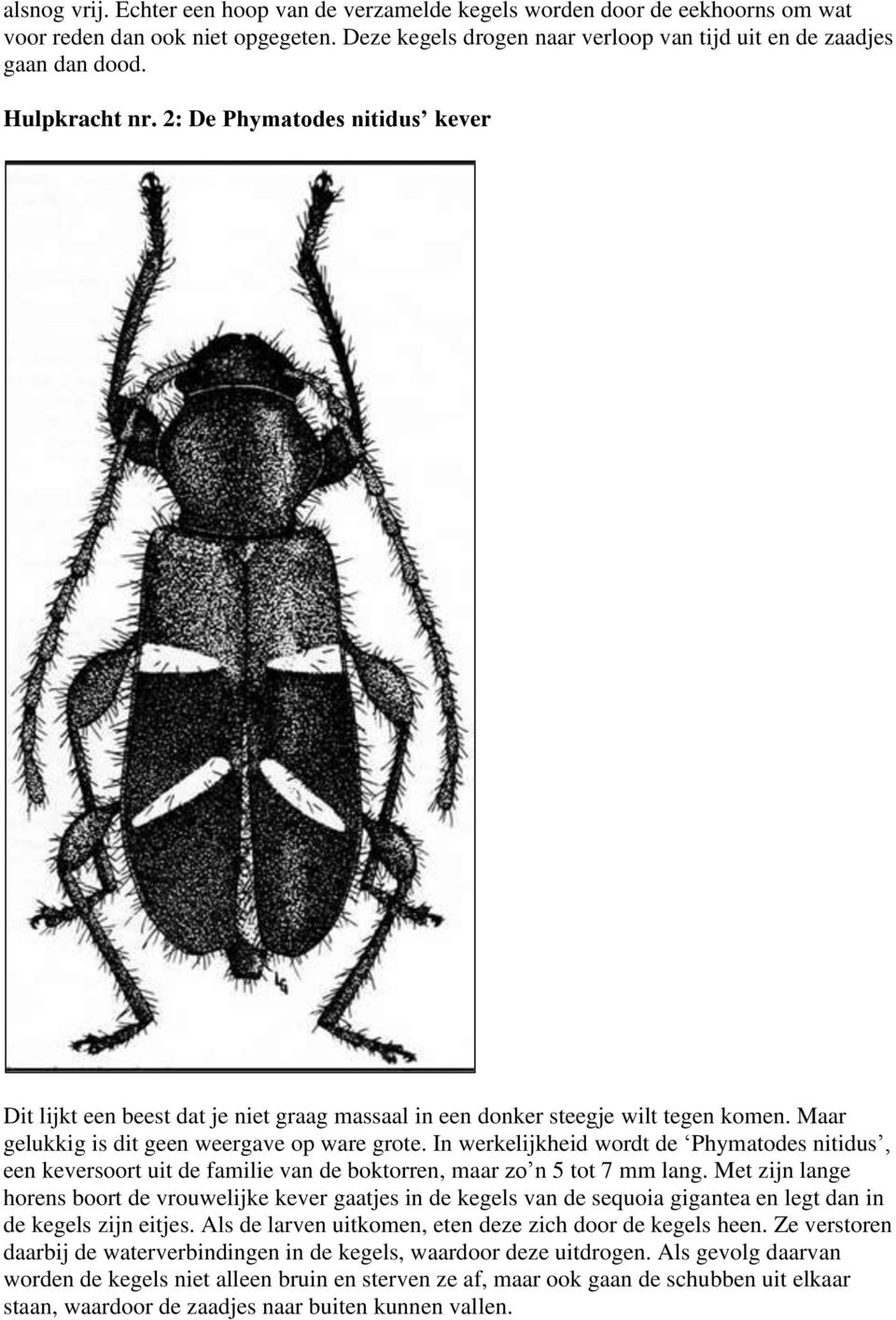 In werkelijkheid wordt de Phymatodes nitidus, een keversoort uit de familie van de boktorren, maar zo n 5 tot 7 mm lang.