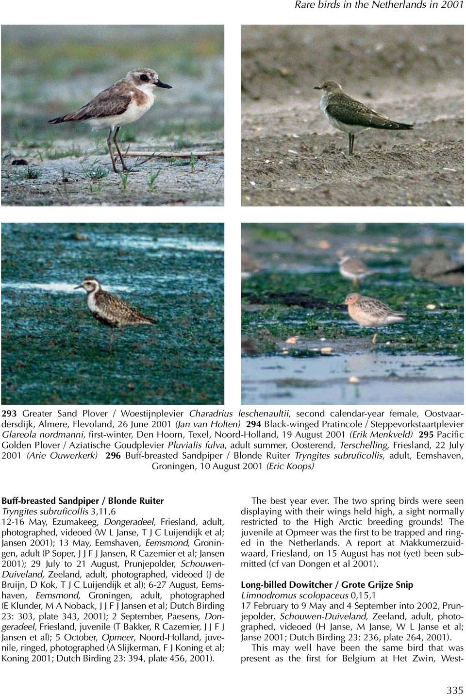 Goudplevier Pluvialis fulva, adult summer, Oosterend, Terschelling, Friesland, 22 July 2001 (Arie Ouwerkerk) 296 Buff-breasted Sandpiper / Blonde Ruiter Tryngites subruficollis, adult, Eemshaven,