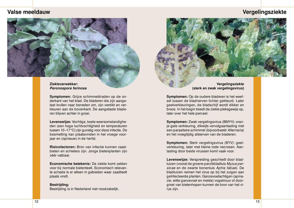 Levenswijze: Vochtige, koele weersomstandigheden (een hoge luchtvochtigheid en temperaturen tussen 10 17 C) zijn gunstig voor deze infectie.