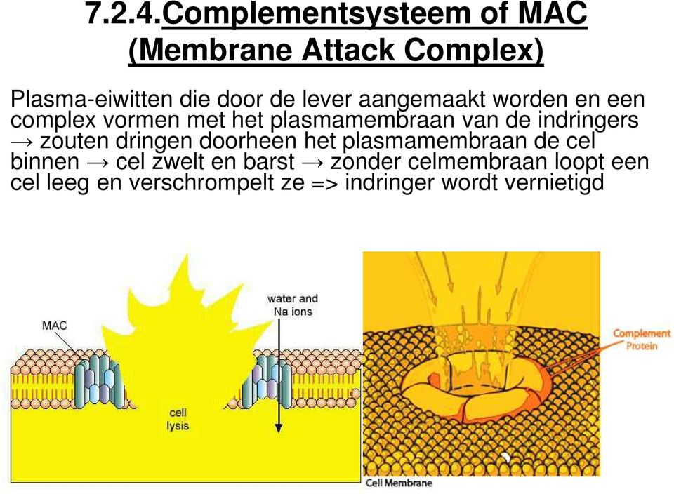 lever aangemaakt worden en een complex vormen met het plasmamembraan van de