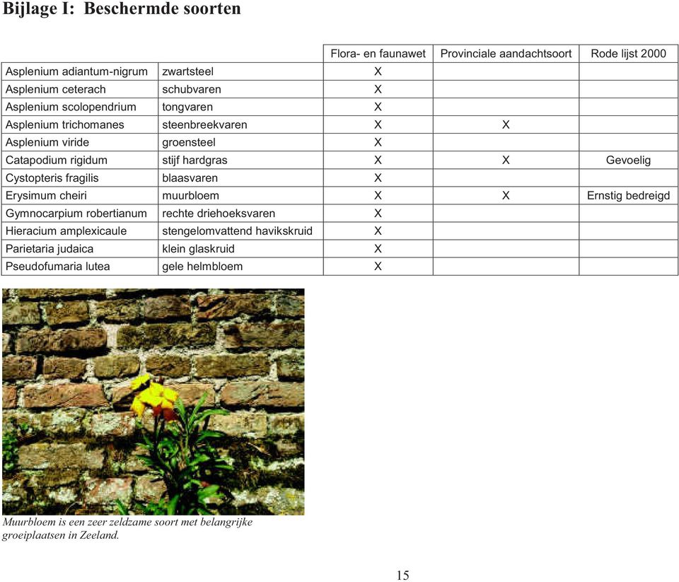 Cystopteris fragilis blaasvaren X Erysimum cheiri muurbloem X X Ernstig bedreigd Gymnocarpium robertianum rechte driehoeksvaren X Hieracium amplexicaule