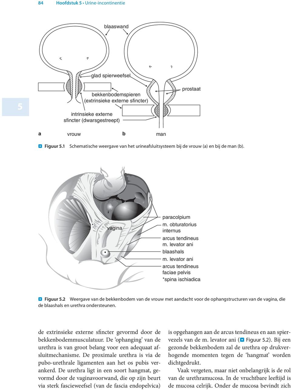 levator ani arcus tendineus faciae pelvis *spina ischiadica. Figuur.