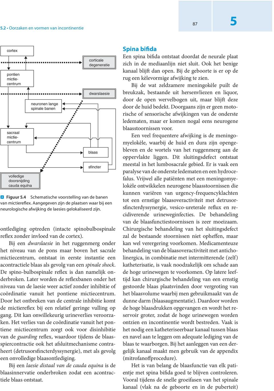 ontlediging optreden (intacte spinobulbospinale reflex zonder invloed van de cortex).