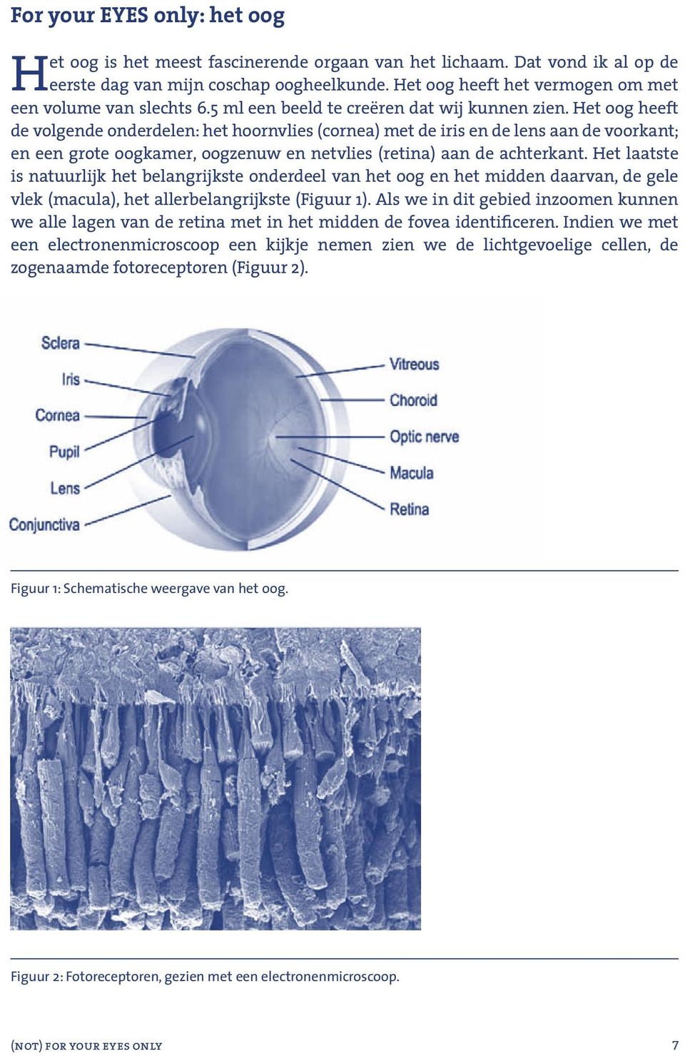 Het oog heeft de volgende onderdelen: het hoornvlies (cornea) met de iris en de lens aan de voorkant; en een grote oogkamer, oogzenuw en netvlies (retina) aan de achterkant.