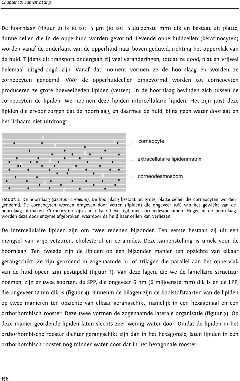 Tijdens dit transport ondergaan zij veel veranderingen, totdat ze dood, plat en vrijwel helemaal uitgedroogd zijn. Vanaf dat moment vormen ze de hoornlaag en worden ze corneocyten genoemd.