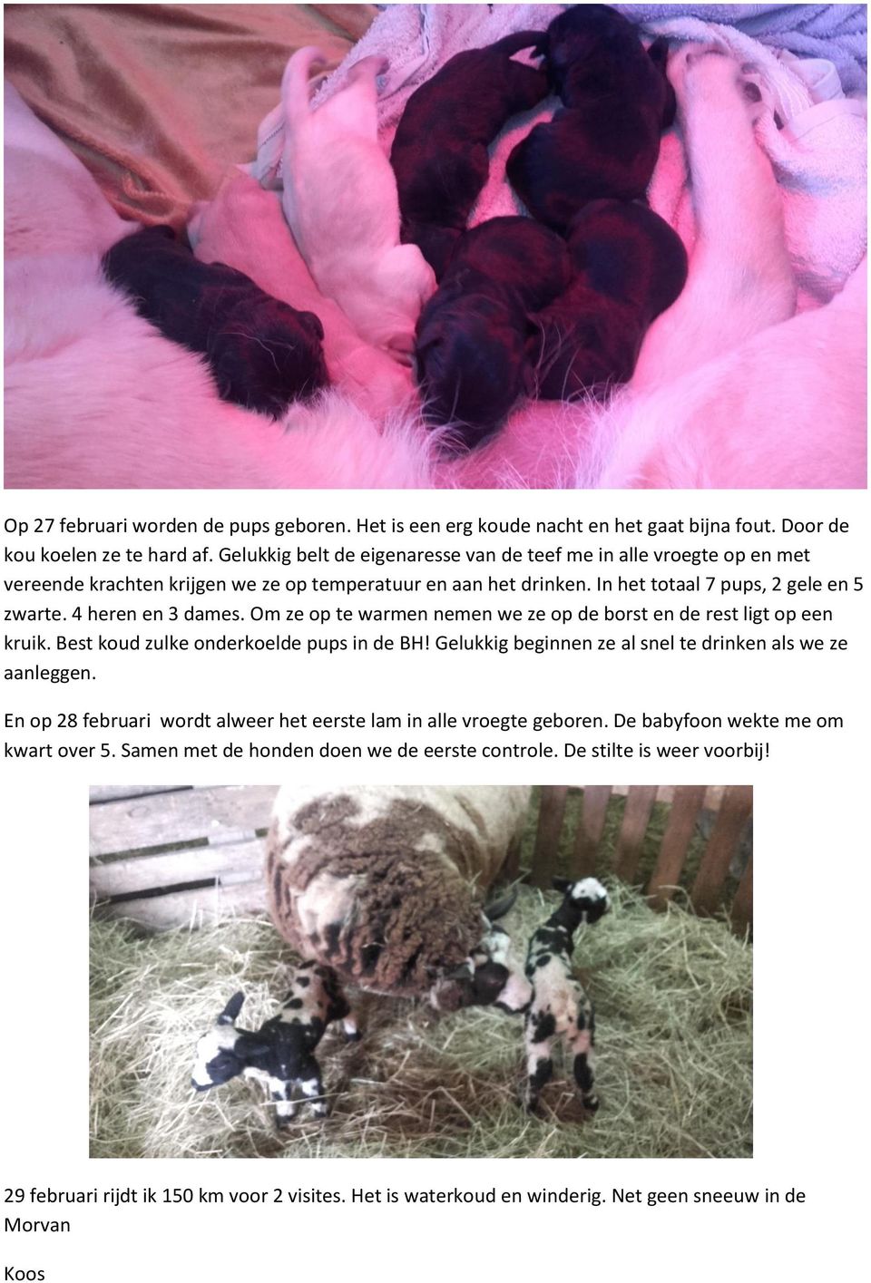 Om ze op te warmen nemen we ze op de borst en de rest ligt op een kruik. Best koud zulke onderkoelde pups in de BH! Gelukkig beginnen ze al snel te drinken als we ze aanleggen.