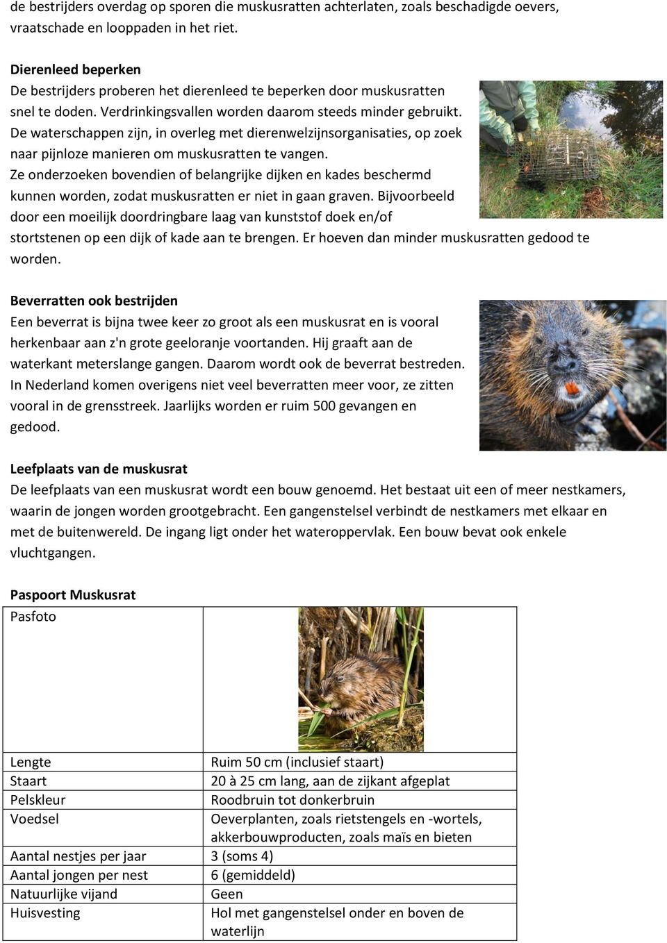 De waterschappen zijn, in overleg met dierenwelzijnsorganisaties, op zoek naar pijnloze manieren om muskusratten te vangen.