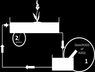 Bridging science to practice 15 Microbieel gezond Bridging science to practice 16 Permanente desinfectie is geen duurzame basis voor teelt op water