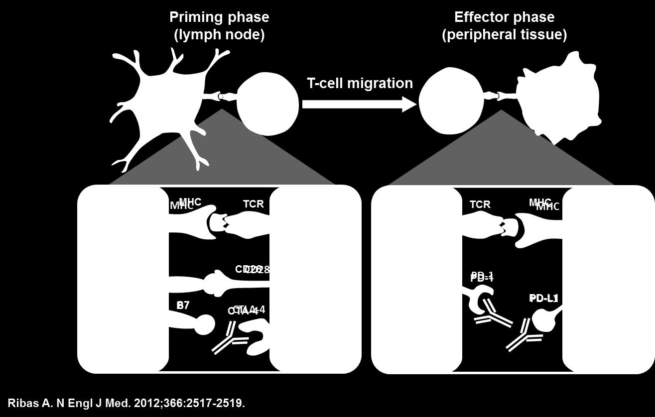 Immunotherapie: checkpoint inhibitoren Atkins MB et al.