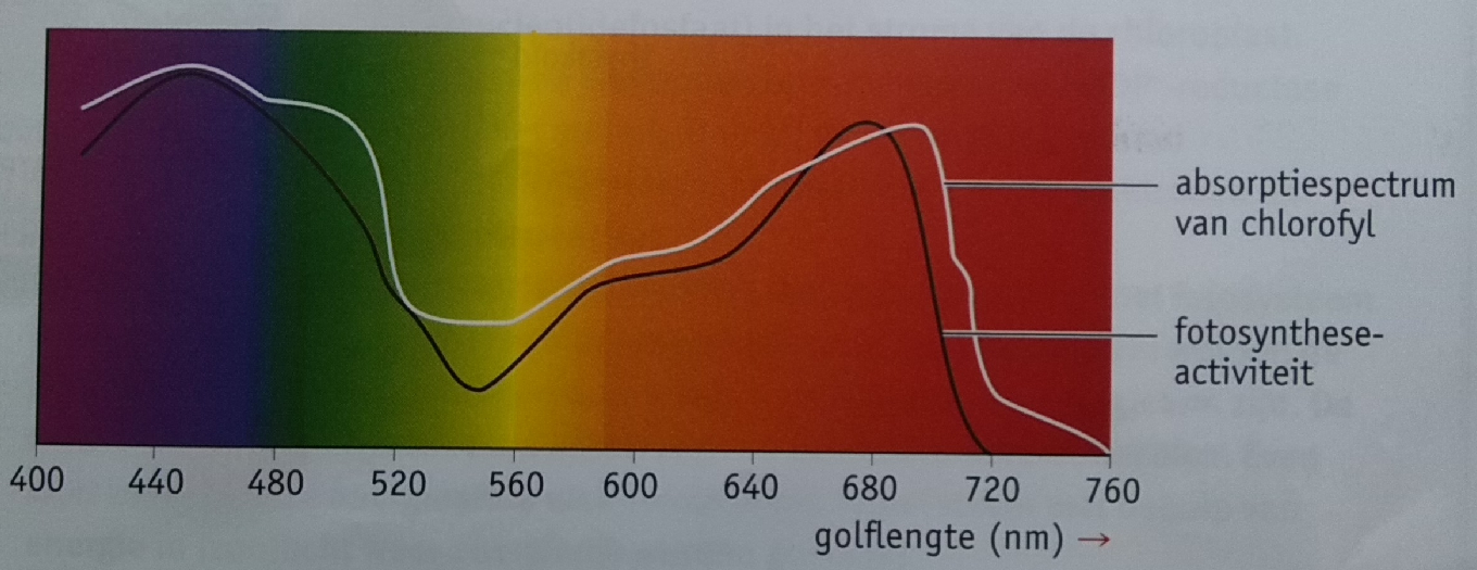 De intensiteit van de fotosynthese hangt af van de hoeveelheid en de kleur van het licht. de beschikbare hoeveelheden koolstofdioxide en water. de temperatuur. de hoeveelheid bladgroen.