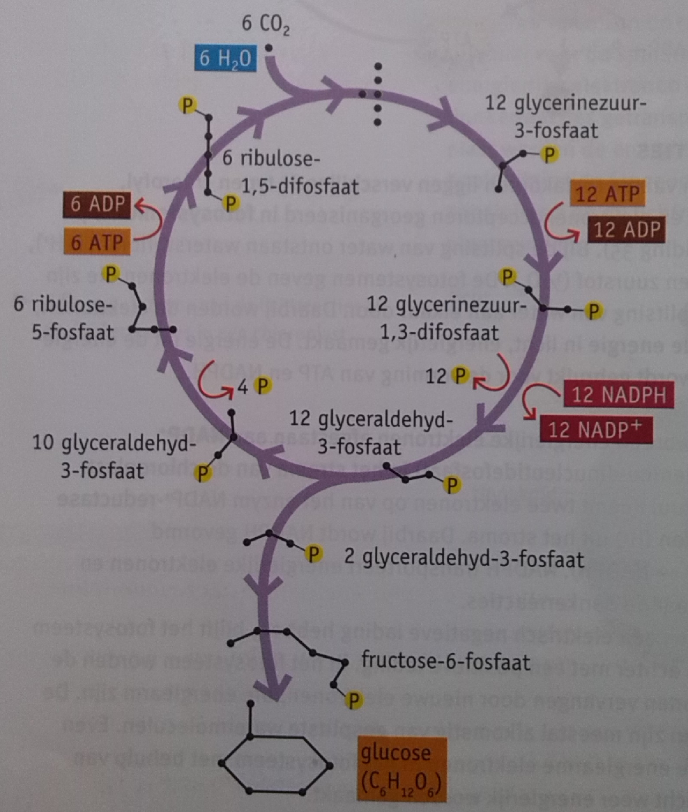 Enzymmoleculen, elektronenacceptoren en verschillende typen chlorofyl liggen in de membranen van de thylakoïden georganiseerd in fotosystemen.