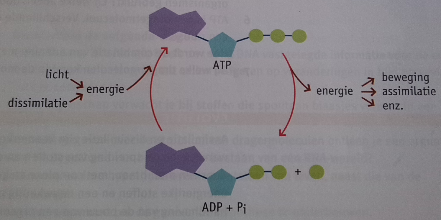 Afbeelding 5. Energietransport met behulp van ATP. Pi = inorganic phosphate (een vrije fosfaatgroep).