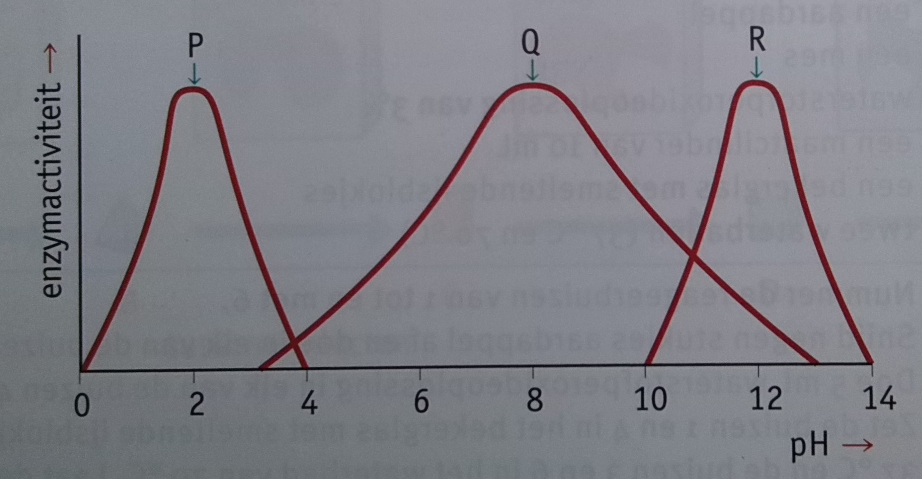 19 Invloed van de temperatuur Afbeelding 8. Het verband tussen de enzymactiviteit en de temperatuur.1 De temperatuur beïnvloedt de enzymactiviteit volgens een optimum-kromme.
