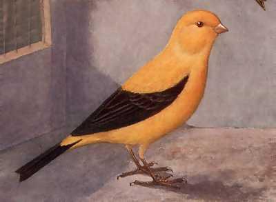 Ongeveer 33% van de vogel blijft geel. Martin Weijling schreef in zijn boek uit 1960 5de druk. Men meende de paring van de london f.