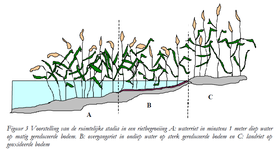 Mattenbies (Scirpus lacustris) en Kleine lisdodde zijn belangrijke soorten voor riet.