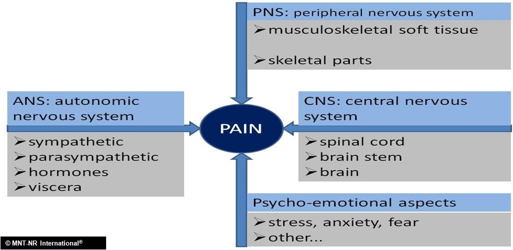 Het MNT-NR-concept. Therapie in een wel omschreven pijnfysiologisch-holistisch concept. 1. De pijnfysiologische basis. Pijn is het unieke domein van het zenuwstelsel.