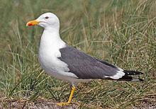 Sekse ratio en maternale conditie Kleine mantelmeeuw (Larus fuscus) Andreas Trepte, www.photo-natur.de.