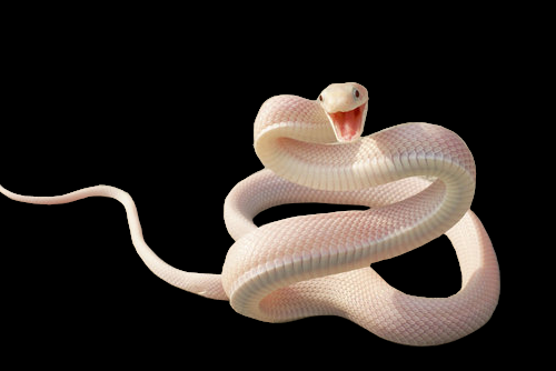 Ademhaling De slang haalt met één long adem, dit is de rechterlong. De linkerlong is niet helemaal ontwikkeld, en sommige slangen, zoals adders, hebben er niet eens een.