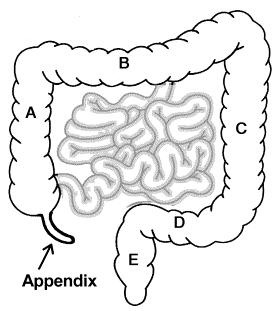 De dikke darm is in verschillende delen opgedeeld. Het opstijgende deel (A:het colon ascendens). Het dwarsverlopende deel (B: het colon transversum).