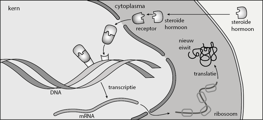 Adenosinemonofosfaat) dat een rol speelt bij de intracellulaire signaaloverdracht.