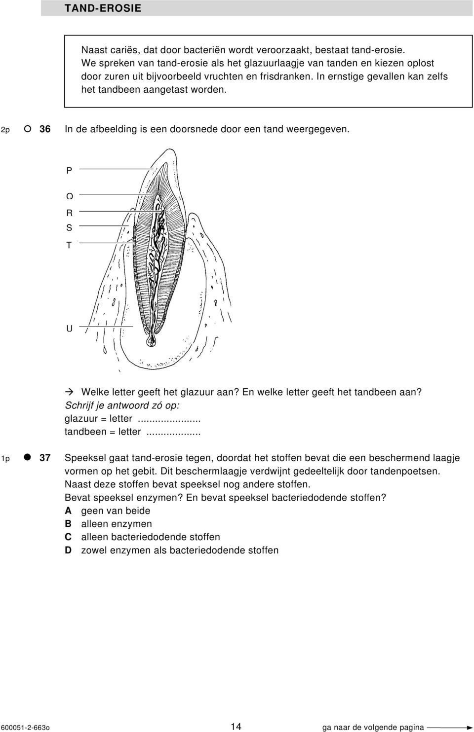 2p 36 In de afbeelding is een doorsnede door een tand weergegeven. P Q R S T U Welke letter geeft het glazuur aan? En welke letter geeft het tandbeen aan? Schrijf je antwoord zó op: glazuur = letter.