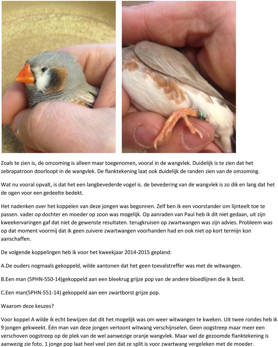 de bevedering van de wangvlek is zo dik en lang dat het de ogen voor een gedeelte bedekt. Het nadenken over het koppelen van deze jongen was begonnen.