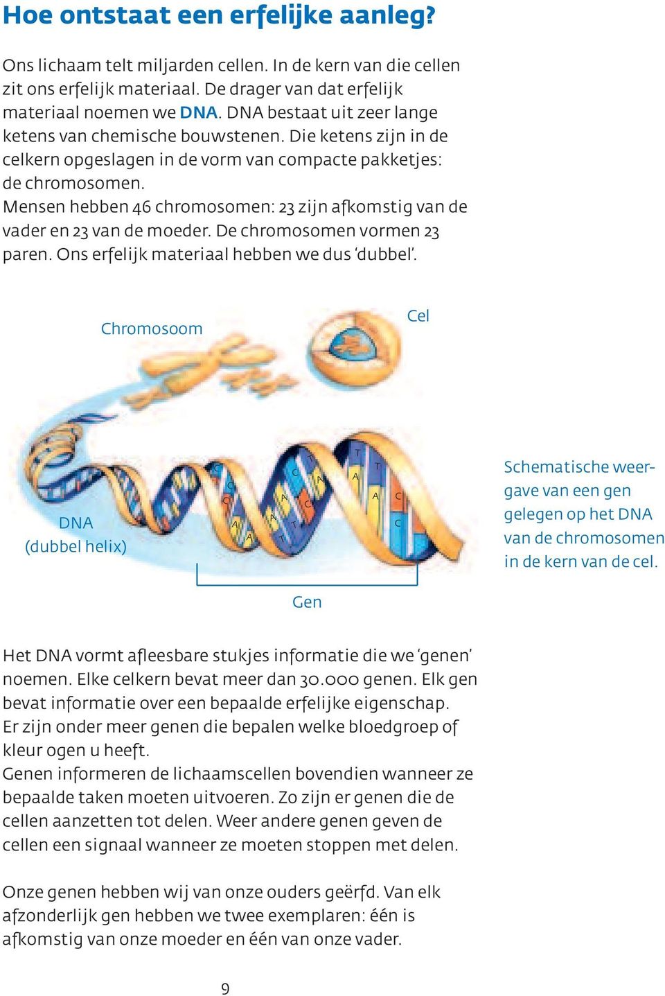 Mensen hebben 46 chromosomen: 23 zijn afkomstig van de vader en 23 van de moeder. De chromosomen vormen 23 paren. Ons erfelijk materiaal hebben we dus dubbel.