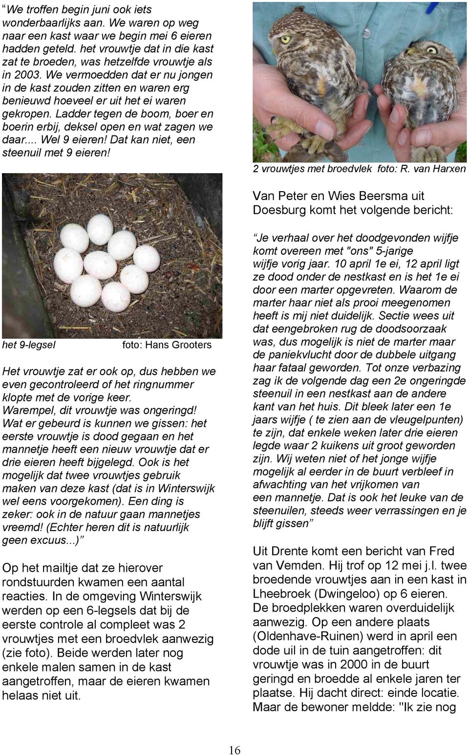 Ladder tegen de boom, boer en boerin erbij, deksel open en wat zagen we daar... Wel 9 eieren! Dat kan niet, een steenuil met 9 eieren! 2 vrouwtjes met broedvlek foto: R.