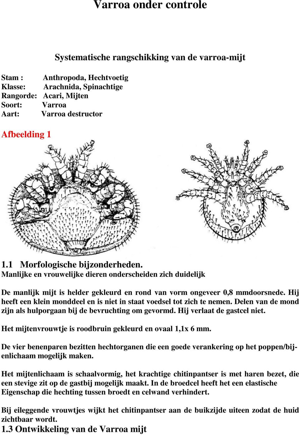 Hij heeft een klein monddeel en is niet in staat voedsel tot zich te nemen. Delen van de mond zijn als hulporgaan bij de bevruchting om gevormd. Hij verlaat de gastcel niet.