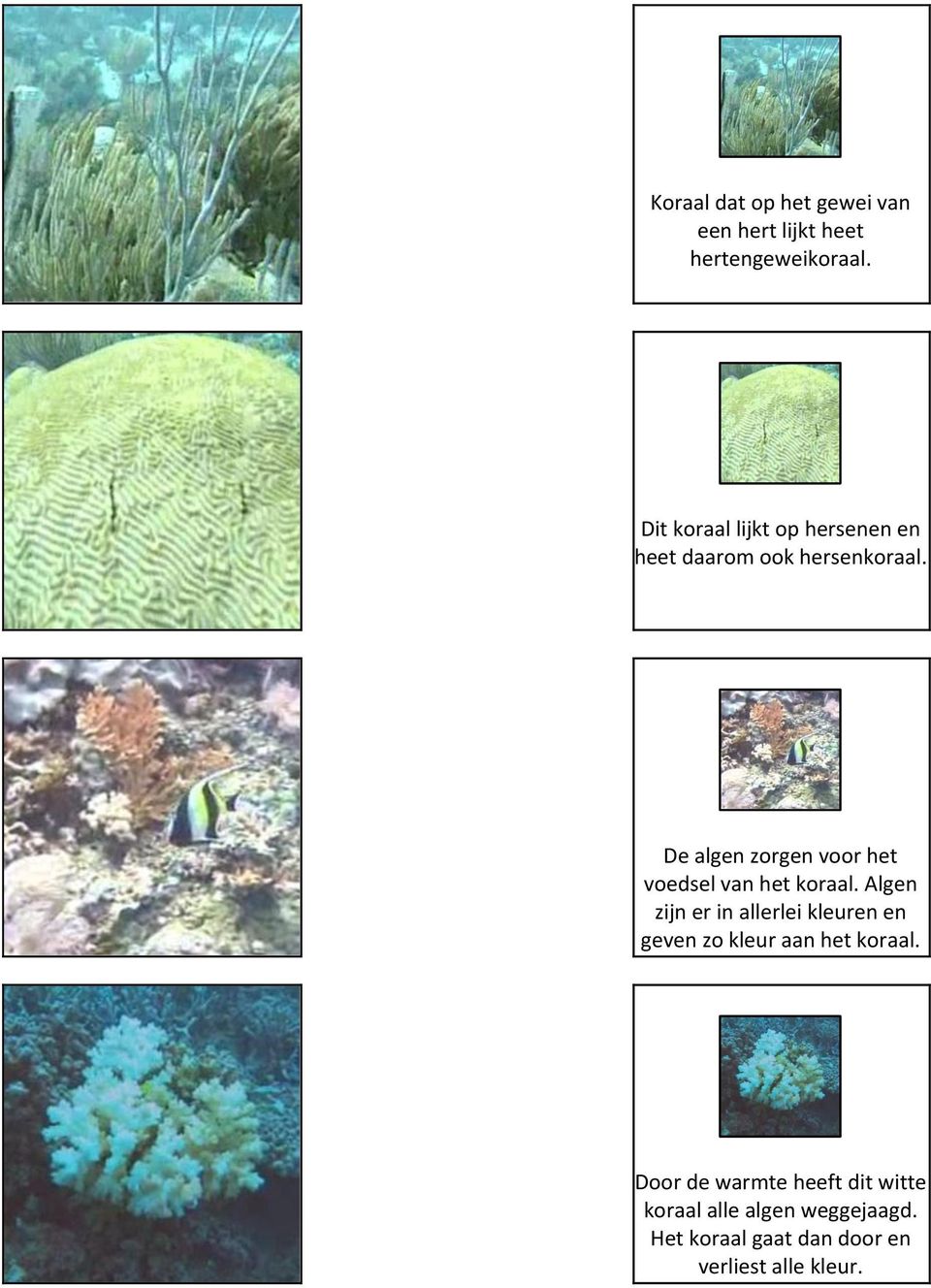 De algen zorgen voor het voedsel van het koraal.
