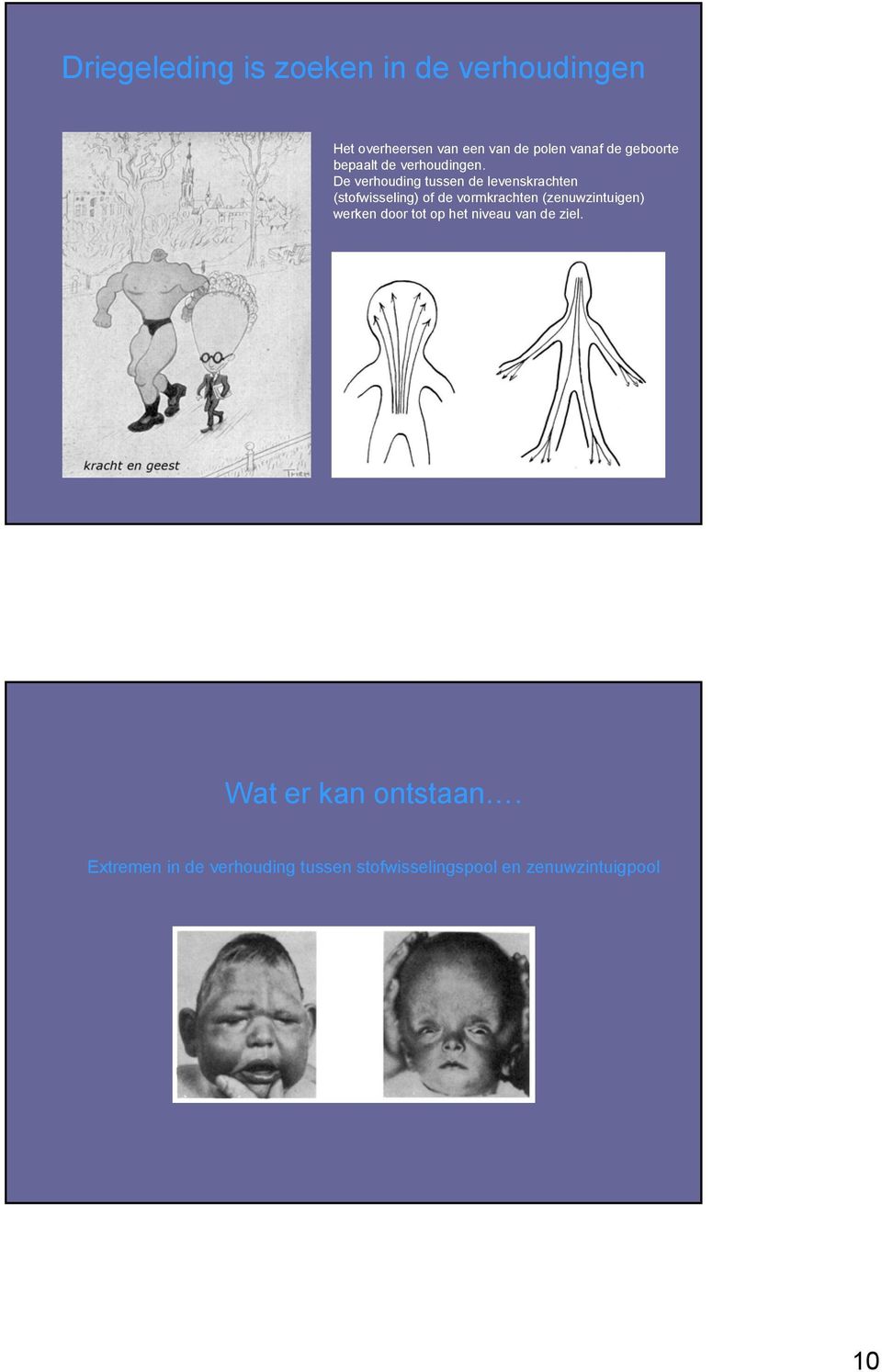 De verhouding tussen de levenskrachten (stofwisseling) of de vormkrachten