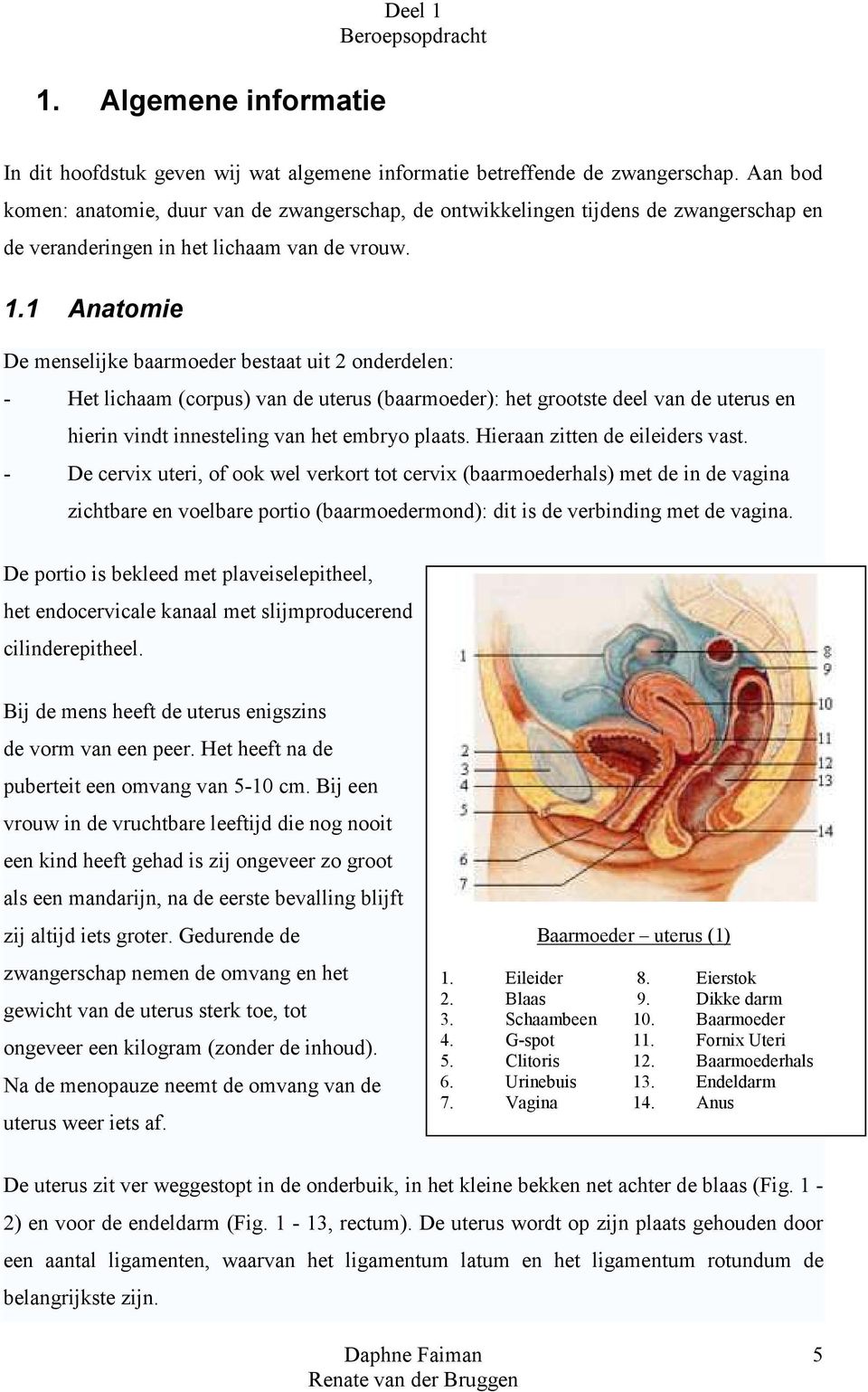 1 Anatomie De menselijke baarmoeder bestaat uit 2 onderdelen: - Het lichaam (corpus) van de uterus (baarmoeder): het grootste deel van de uterus en hierin vindt innesteling van het embryo plaats.