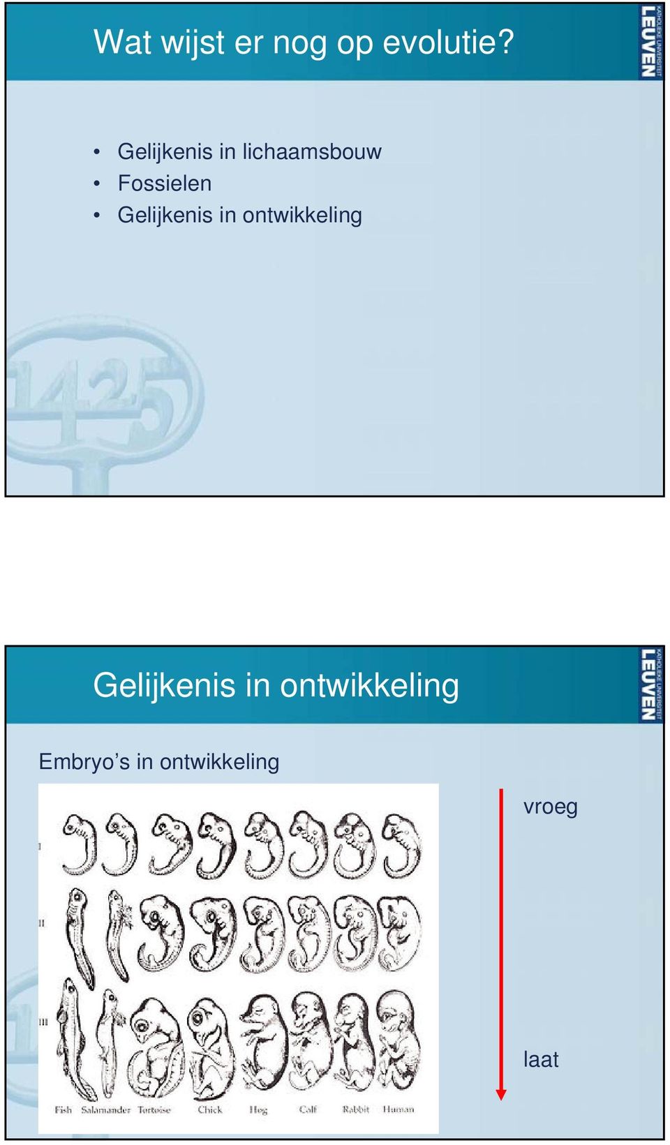 Embryo s in ontwikkeling