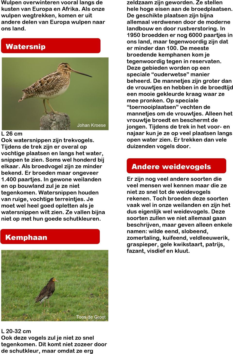 Als broedvogel zijn ze minder bekend. Er broeden maar ongeveer 1.400 paartjes. In gewone weilanden en op bouwland zul je ze niet tegenkomen. Watersnippen houden van ruige, vochtige terreintjes.