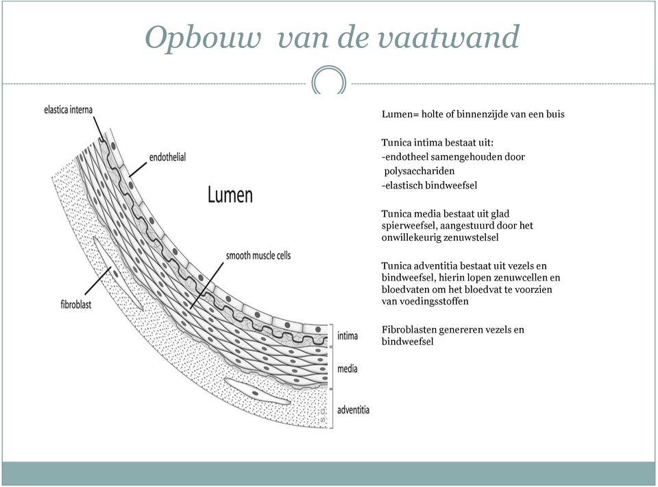 aangestuurd door het onwillekeurig zenuwstelsel Tunica adventitia bestaat uit vezels en bindweefsel, hierin