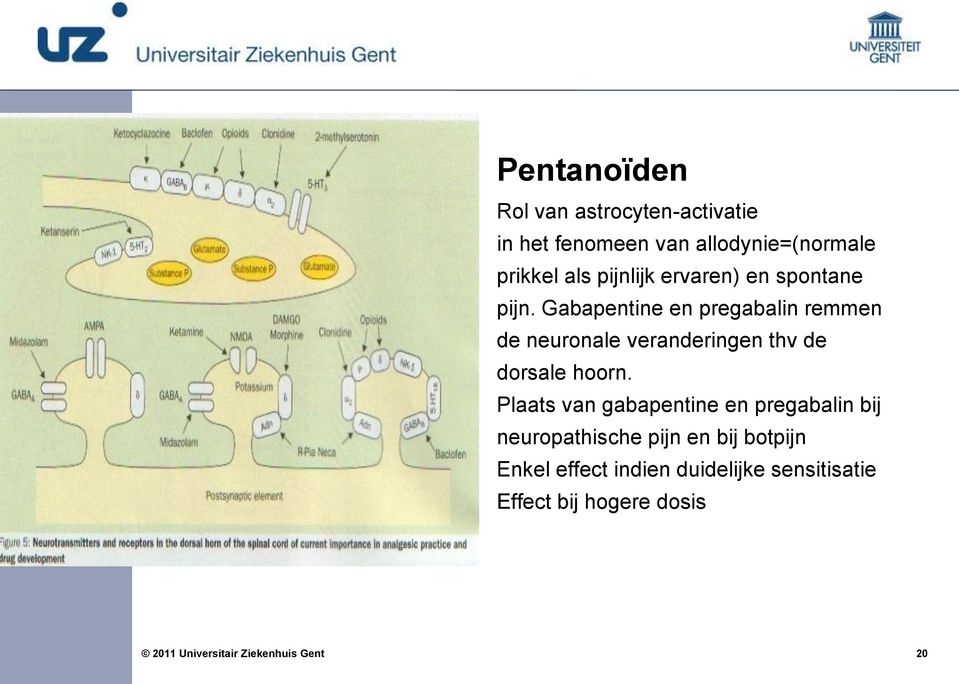 Gabapentine en pregabalin remmen de neuronale veranderingen thv de dorsale hoorn.