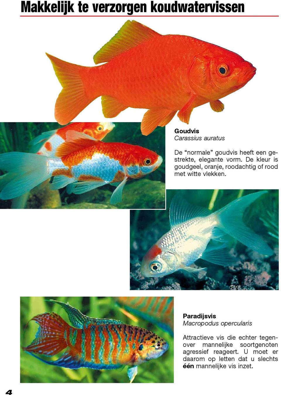 Paradijsvis Macropodus opercularis Attractieve vis die echter tegenover mannelijke