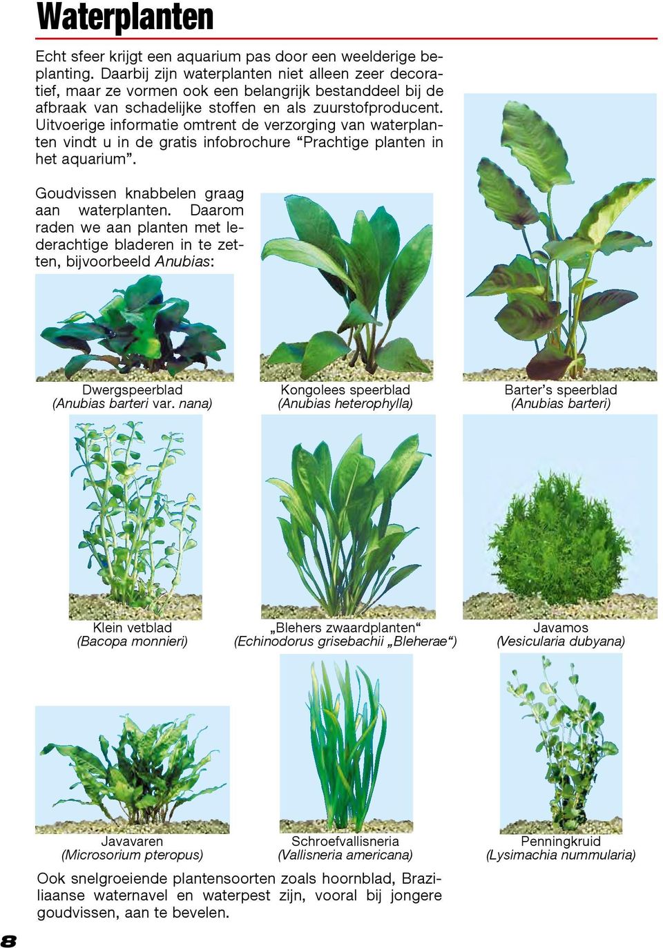 Uitvoerige informatie omtrent de verzorging van waterplanten vindt u in de gratis infobrochure Prachtige planten in het aquarium. Goudvissen knabbelen graag aan waterplanten.