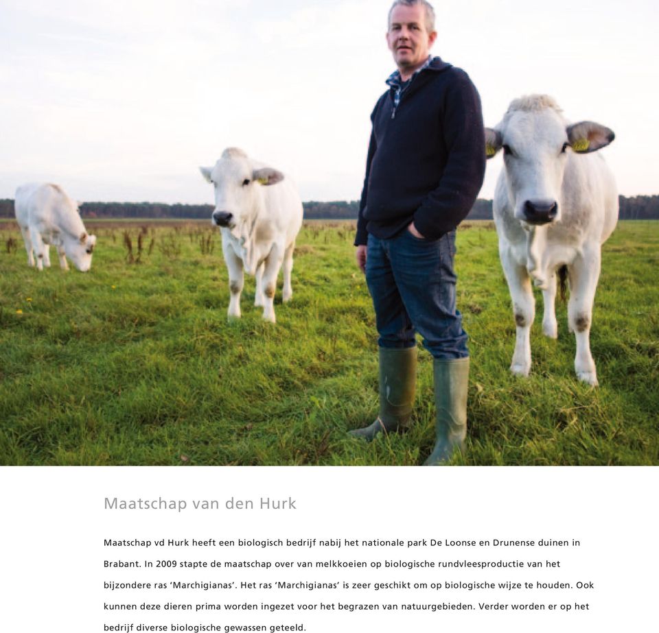 In 2009 stapte de maatschap over van melkkoeien op biologische rundvleesproductie van het bijzondere ras Marchigianas.