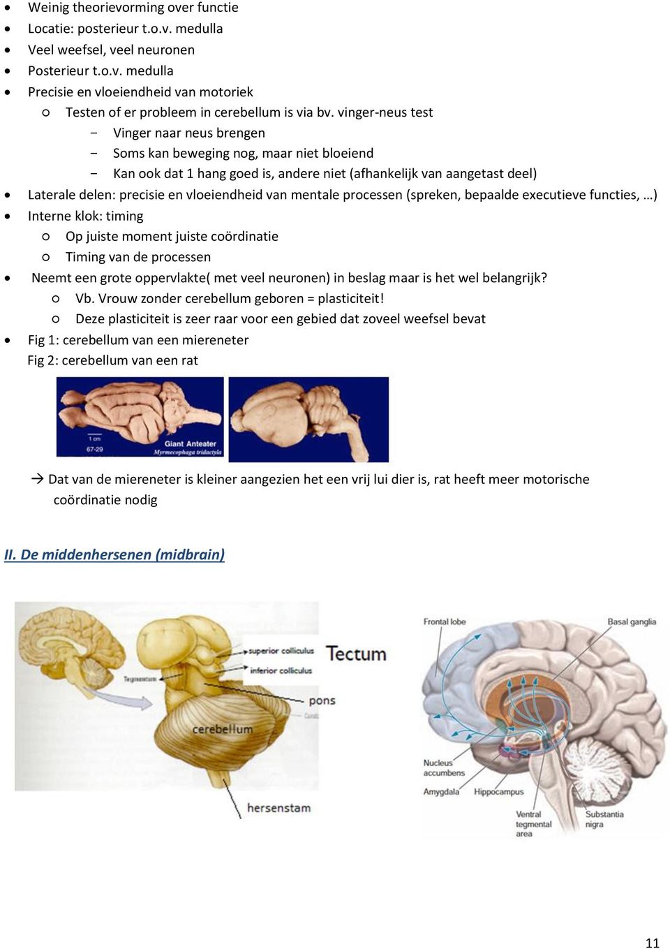 van mentale processen (spreken, bepaalde executieve functies, ) Interne klok: timing Op juiste moment juiste coördinatie Timing van de processen Neemt een grote oppervlakte( met veel neuronen) in