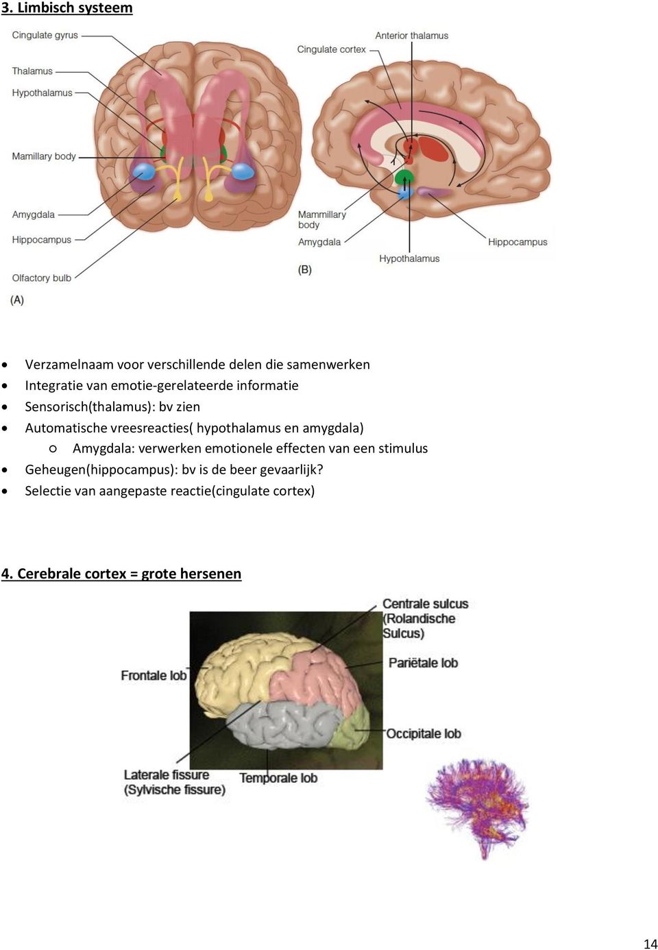 hypothalamus en amygdala) Amygdala: verwerken emotionele effecten van een stimulus
