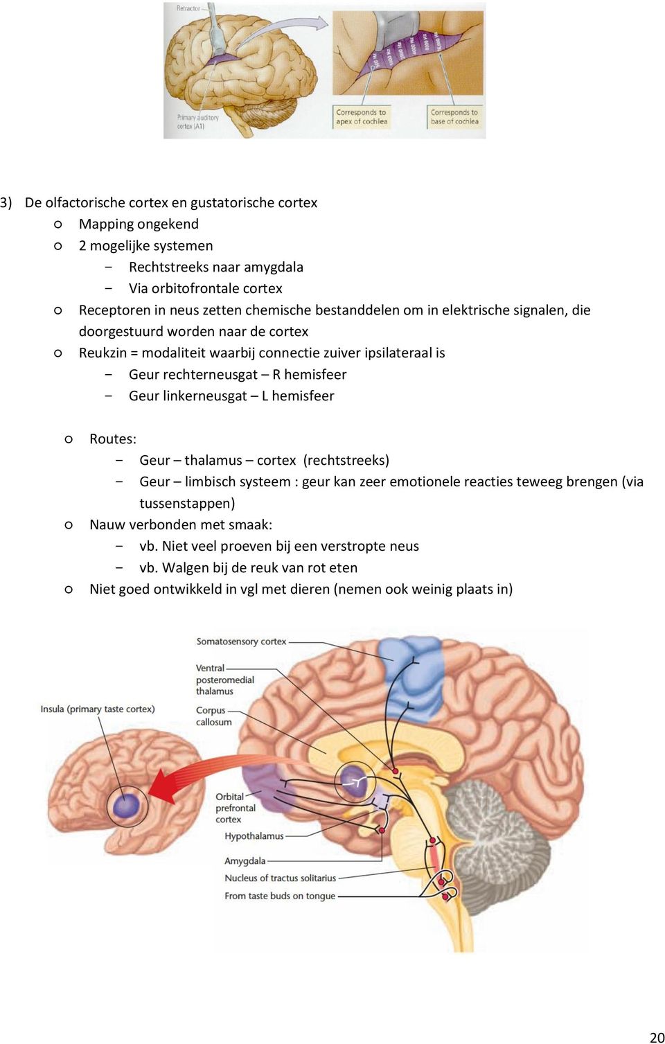 hemisfeer Geur linkerneusgat L hemisfeer Routes: Geur thalamus cortex (rechtstreeks) Geur limbisch systeem : geur kan zeer emotionele reacties teweeg brengen (via