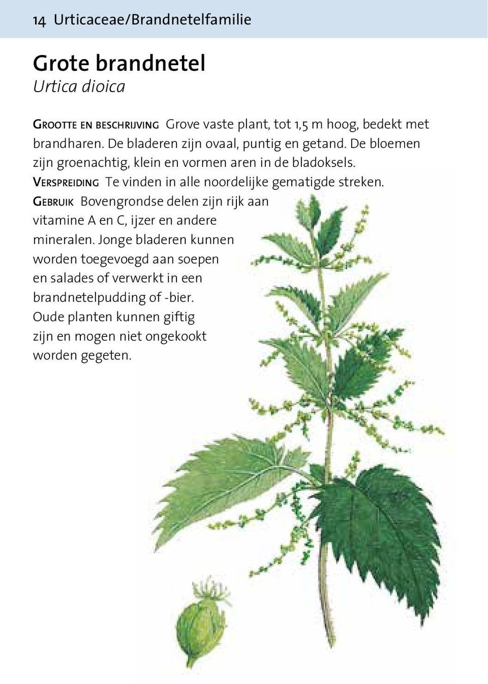 Verspreiding Te vinden in alle noordelijke gematigde streken. Gebruik Bovengrondse delen zijn rijk aan vitamine A en C, ijzer en andere mineralen.