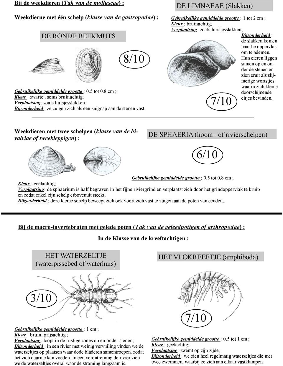 DE LIMNAEAE (Slakken) Gebruikelijke gemiddelde grootte : 1 tot 2 cm ; Kleur : bruinachtig; Verplaatsing: zoals huisjesslakken; Bijzonderheid : de slakken komen naar he oppervlak om te ademen.